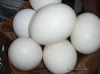 parrots and parrot eggs for sale 